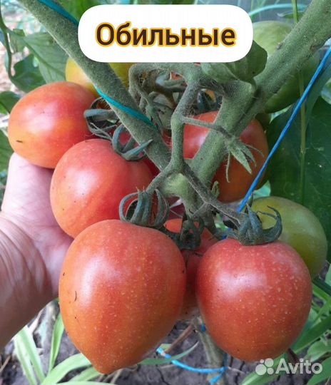 Томаты для закаток(семена)