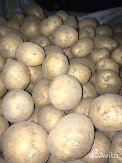 Семенной картофель