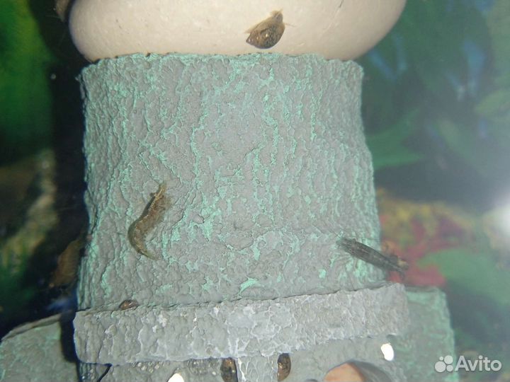 Креветки аквариумные