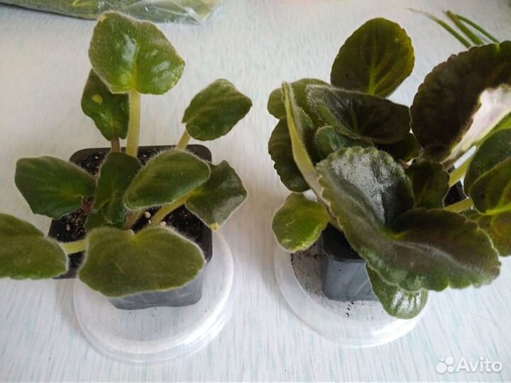 Комнатные цветы