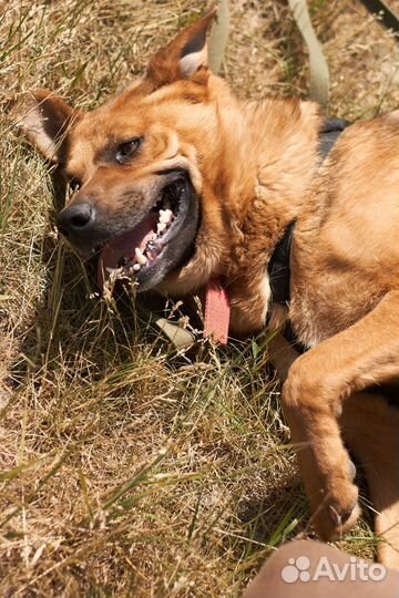 Семейная и добрая собака из приюта