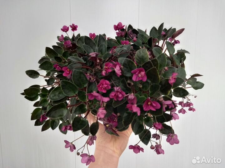 Сортовые фиалки