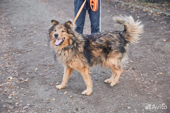 Большой пес Лëва в добрые руки