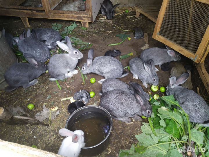 Кролики