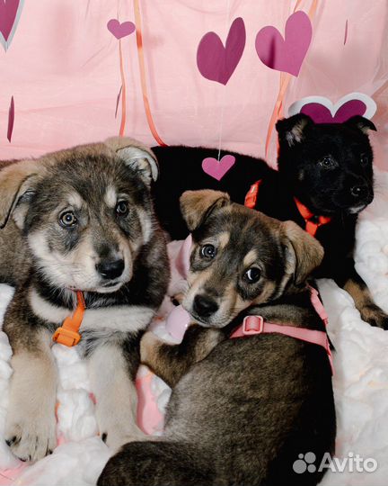 Щенок в добрые руки / Лея