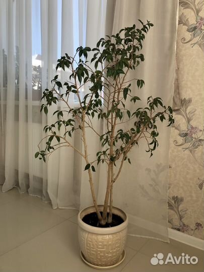 Фикус бенджамина