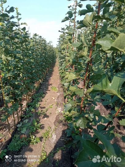 Саженцы боярышника