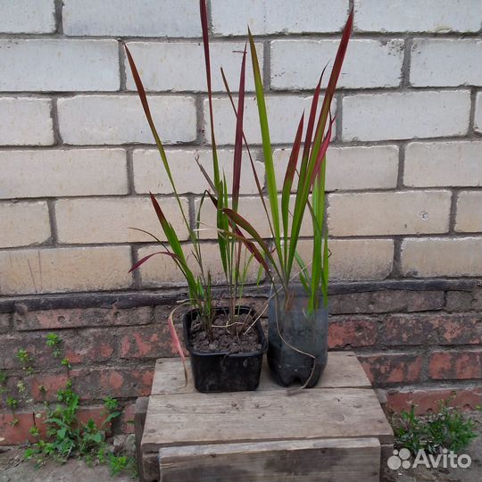 Декоративная трава императа