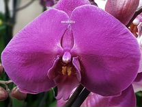 Орхидея отцветашка Holliwood JMP