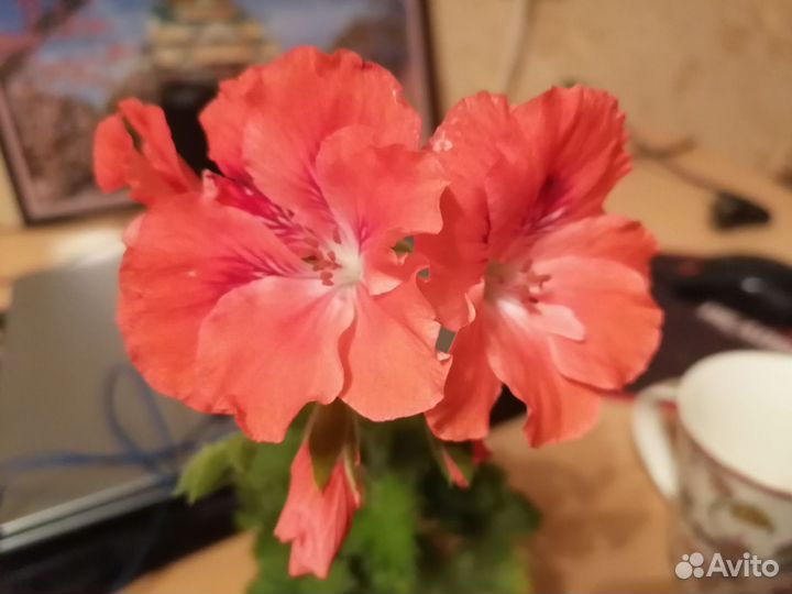 Пеларгония герань