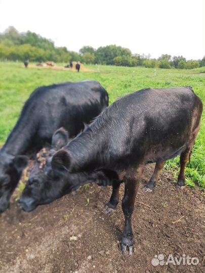 Бычки и телки