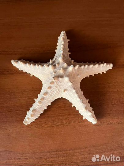 Ракушкка и звезда морские