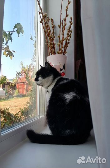 Кошка в дар бесплатно