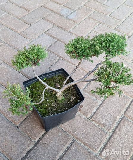 Можжевельники Блю Чип, принц Уэльский