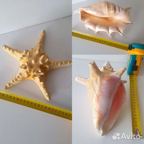 Морские раковины и звезда