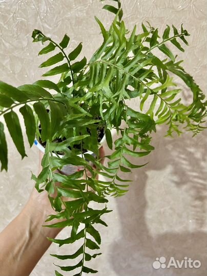 Нефролеписы сортовые