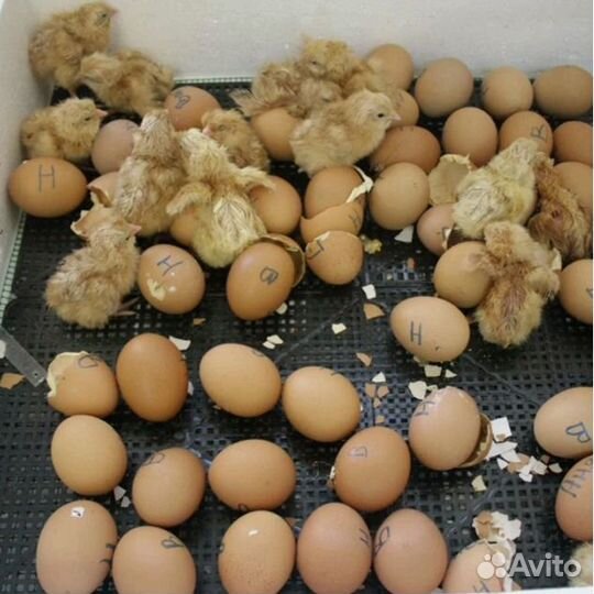 Инкубатор Несушка до 63 яиц с вентилятором 220/12в