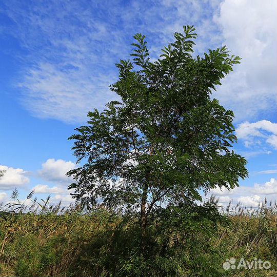 Белая акация, Robinia pseudoacacia, акация душиста