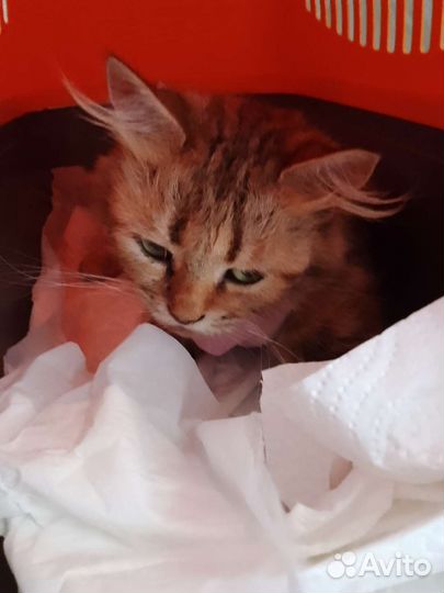 Спасите Ксюшу