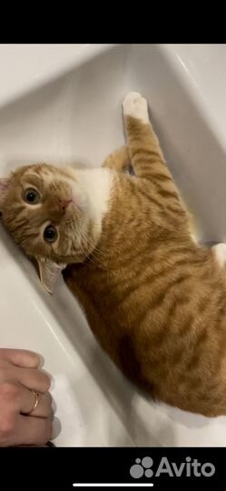 Отдаю в добрые руки