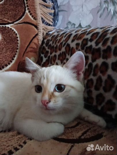 Котенок. Девочка