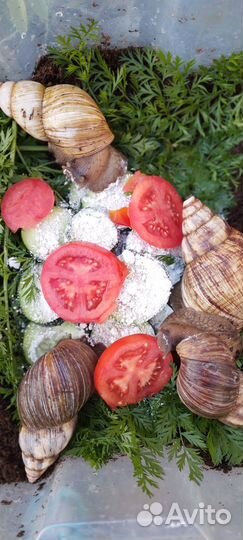 Отдам в добрые руки