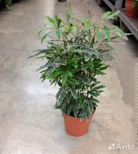 Дизиготека