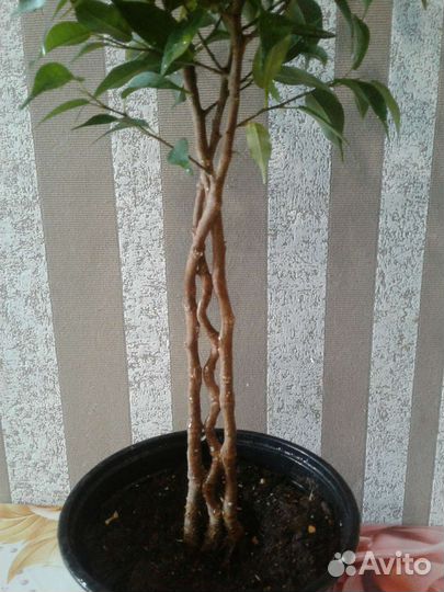 Фикус бенджамина