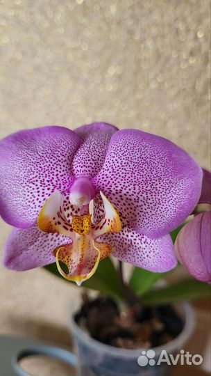 Орхидея фаленопсис