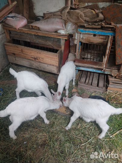 Козы козлята