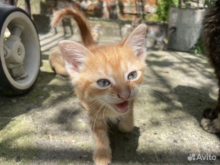 Котята в добрые руки