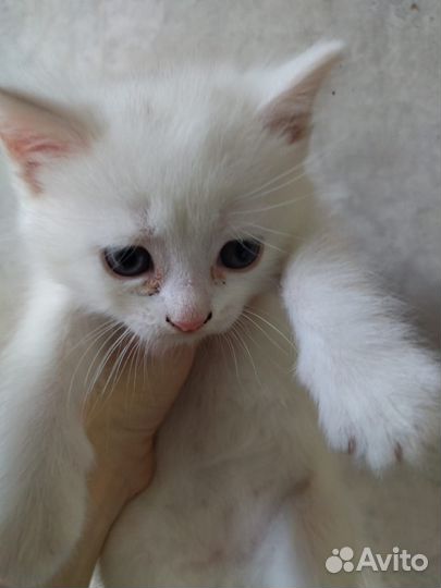 Вислоухие котята,два мальчика,две девочки