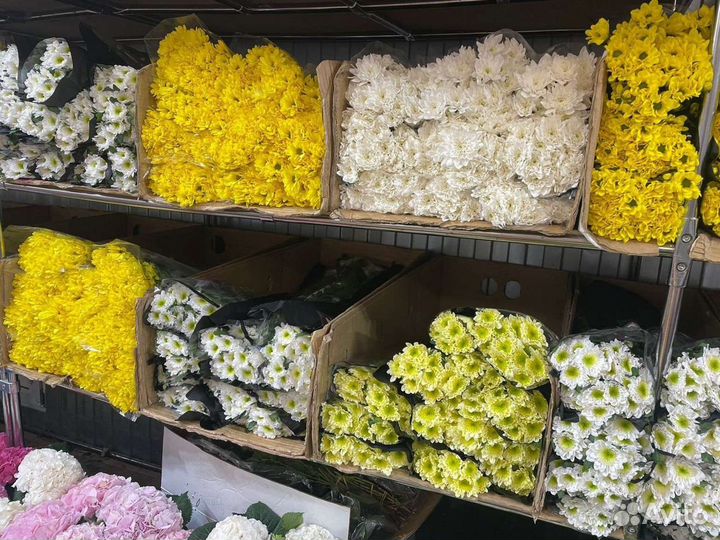 Хризантема цветы букет на 1 сентября