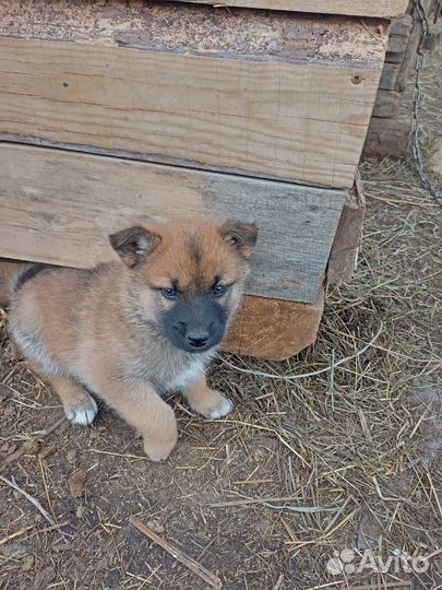 Щенки в добрые руки