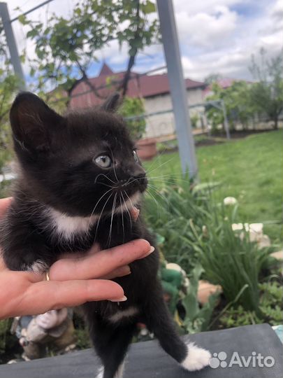 Отдам котят в добрые руки