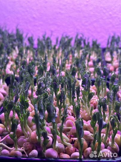 Свежая микрозелень