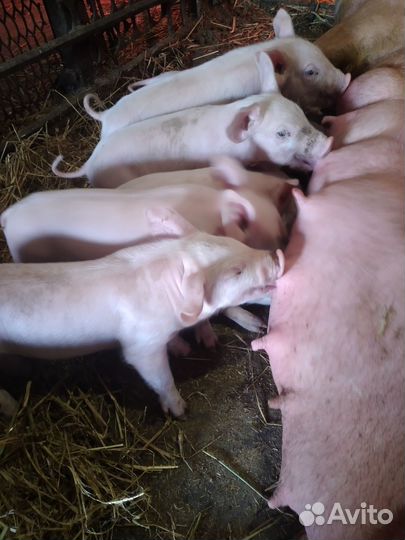 Поросятки разных пород