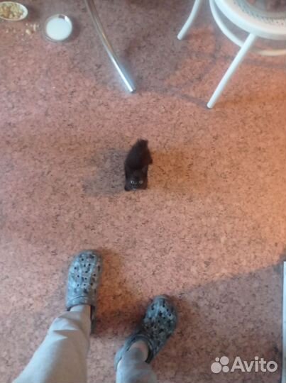 Отдам котёнка в добрые руки