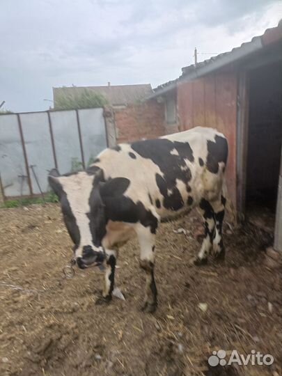 Племенная годовалая телка