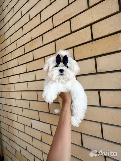 Мальтезе мальчик