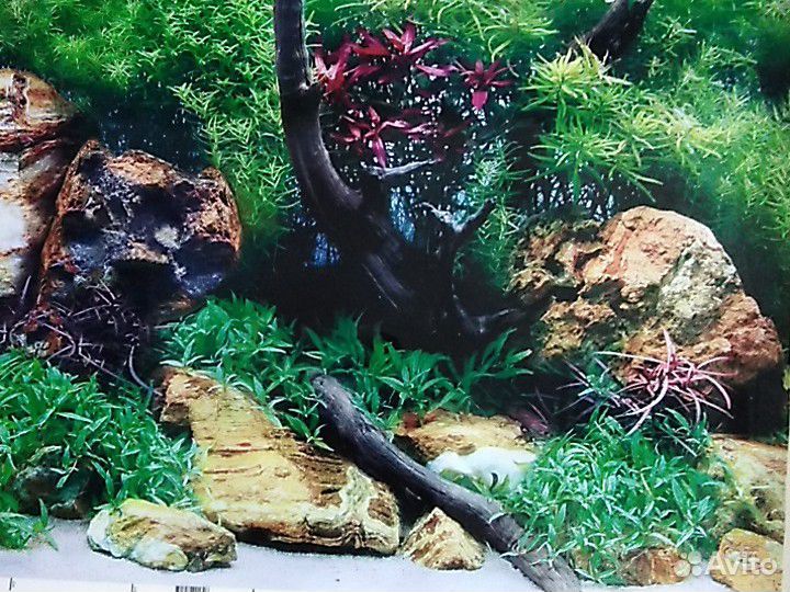 Задний фон для аквариума.двусторн.Аквариумы. Рыба