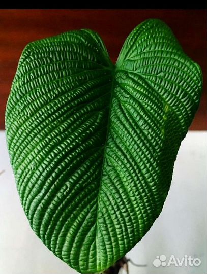 Филодендрон - Линханони Philodendron Iynnhannoniae