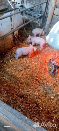 Поросята