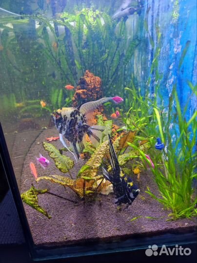 Аквариум