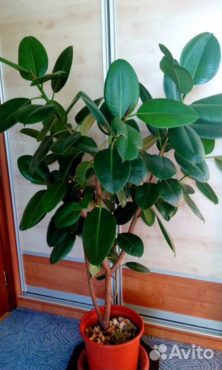 Фикус 