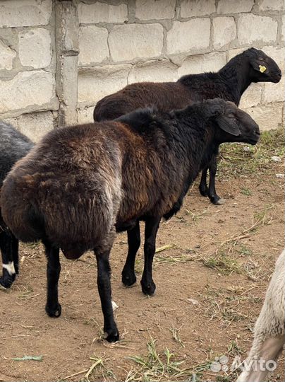 Эдельбаевские бараны на племя