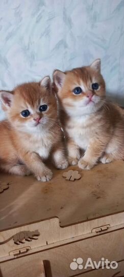 Золотые британцы