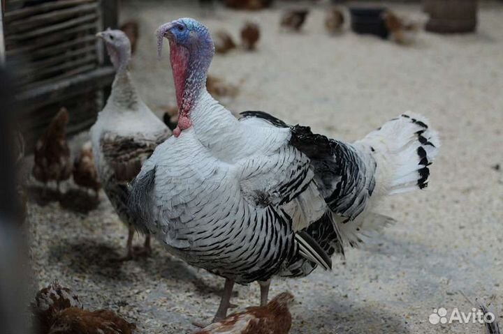 Продам индюка