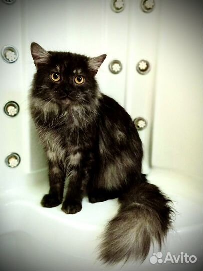 Котик Маркиз ищет семью