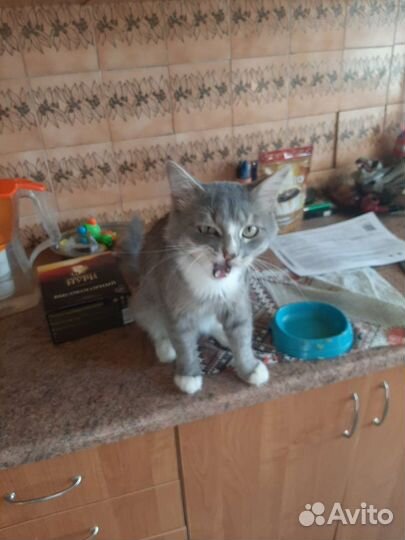 Котик в добрые руки